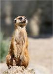 ������� Suricata_suricatta
