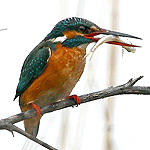  Kingfisher