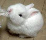 ������� Fluffy_lil_girl