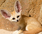 ������� Pretty_fennec_fox