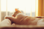 ������� save_tonight