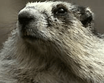 ������� Marmot_on_the_Moon