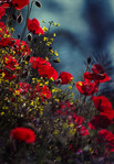 ������� Amritanka
