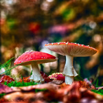 ������� Hankey_Bannister