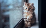 ������� meri-en