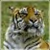 ������������� ������