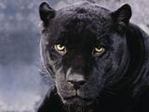 ������������� ������