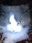 ������� baralgina