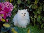 ������� Cat_13