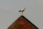  One_of_storks