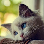 ������� Ocean_Cat