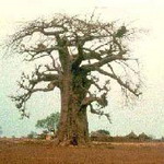  Baobabus