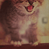 ������� Adore_murr