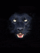 ������� ---BlackPanther---