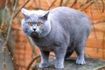 ������� Aristocrasy