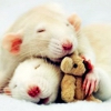 ������� Saint_mouse