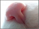 ������� cacadus