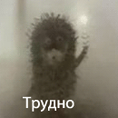 ������� brina