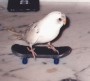  Sk8PaVlo