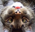 ������� ��������_������