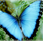 Batterfly_in_blue