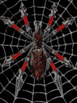 ������� AraneaRufus