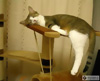 ������� Leprgludglud