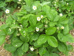 ������� VeraVena