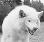 ������� wolf-killer88