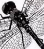  Mikrodragon-fly