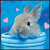  Funny_Bunny7