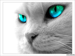 ������� Cat_Enigmatic