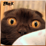  blackcat548