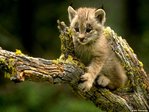 ������� Moon_Animal