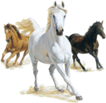 ������� pacer