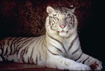 ������� TIGRITZA