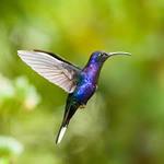  fabulous_hummingbird