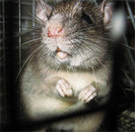������� Rattus_norvegicus
