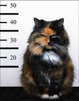 ������� enemy_number_1