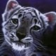 ������� �7355