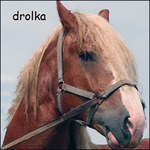 ������� drolka