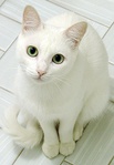  White_Cat_Odetta
