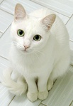 ������� White_Cat_Odetta