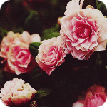 ������� Florentem
