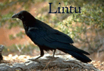 Профиль Lintu2006
