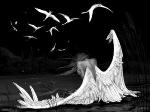 ������� Like_Swan