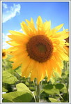  Sunflower_lost