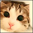 ������� -miss-is-