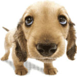 ������� PUPA_DOG