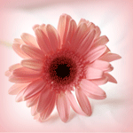 ������� June_flower